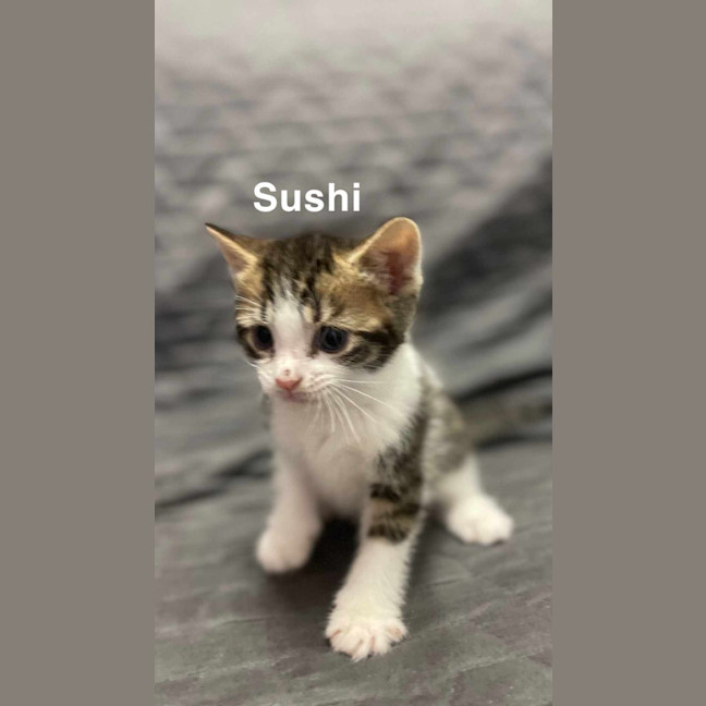 Photo of Sushi