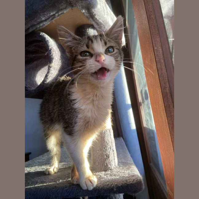 Photo of Pancake