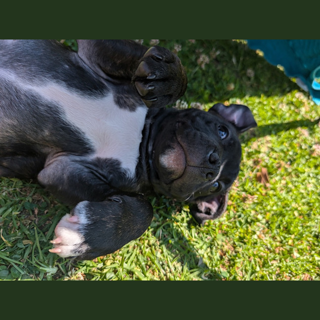 Photo of Richard (Arlo)