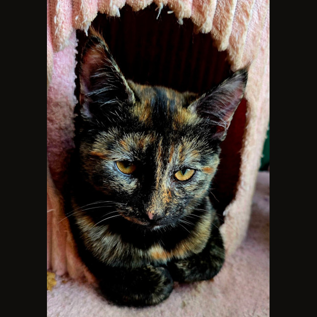 Photo of Hallow