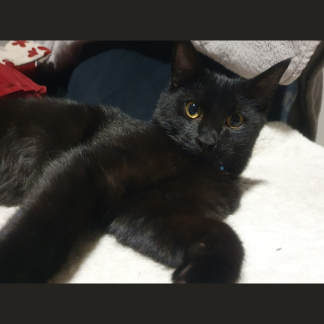 Photo of Raven