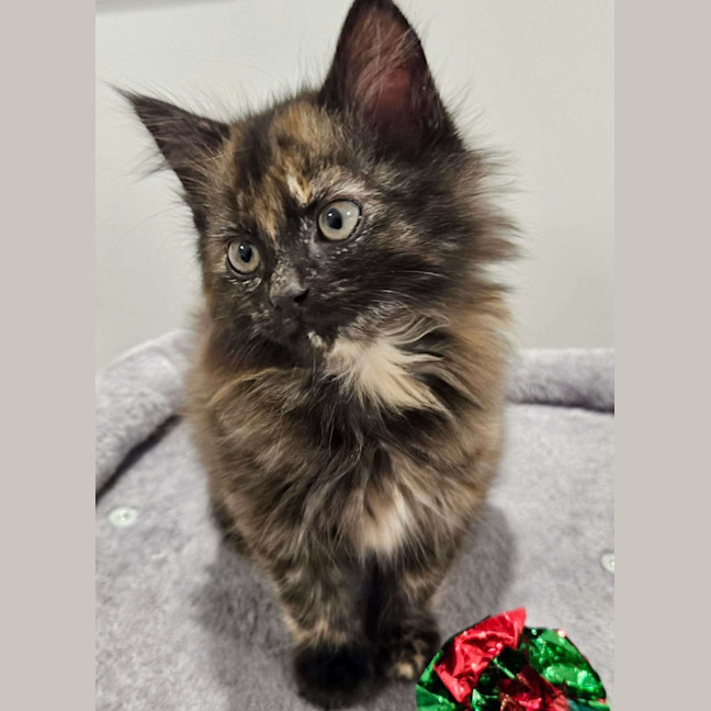 Photo of Lila