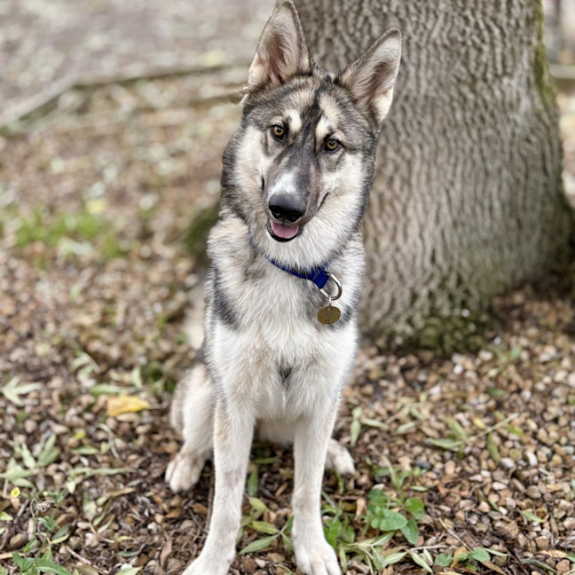 Photo of Sable