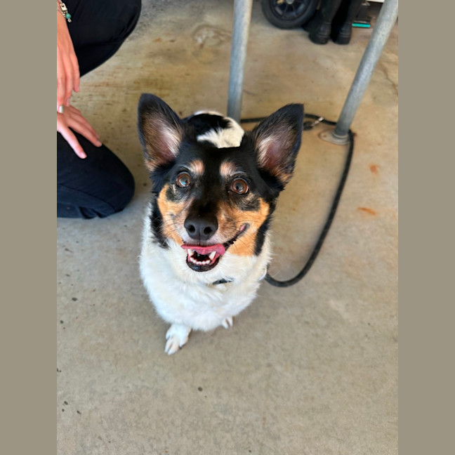 Photo of Gogo
