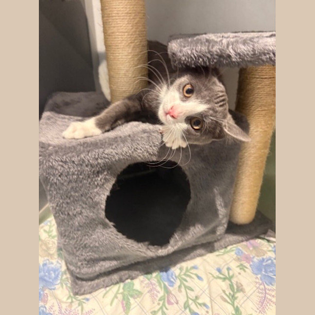 Photo of Pitsie