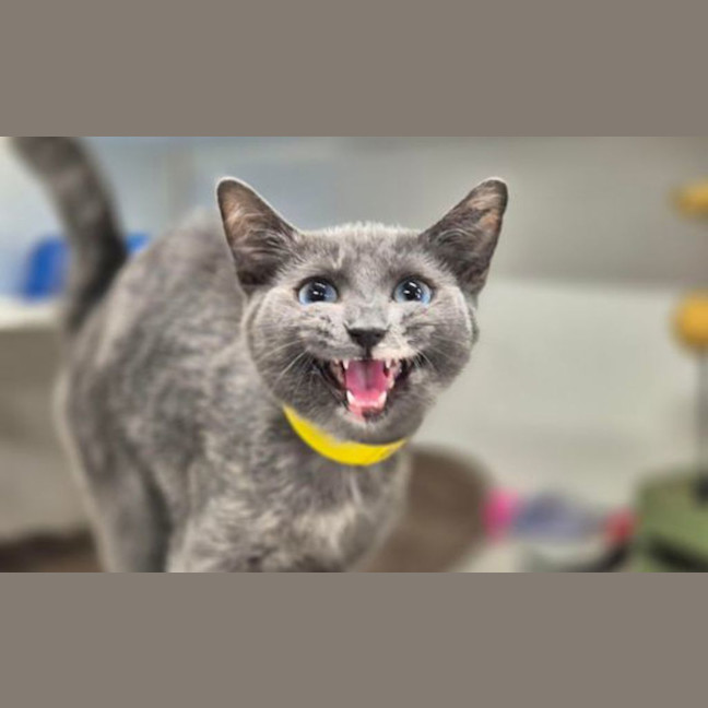 Photo of Lady Grey 
