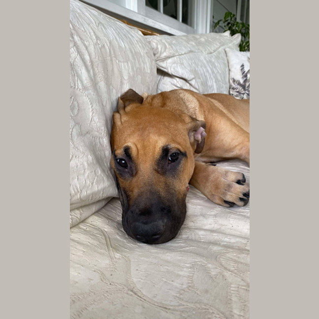 Photo of Ellie   6 Month Old Great Dane X Ridgeback