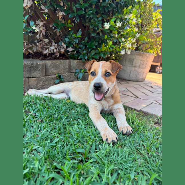 Photo of Woody