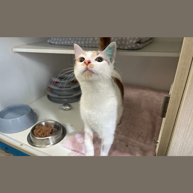 Photo of Pumpkin