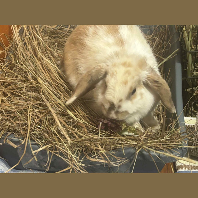 Photo of Flossy