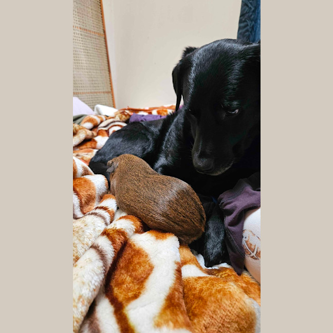 Photo of Pepper