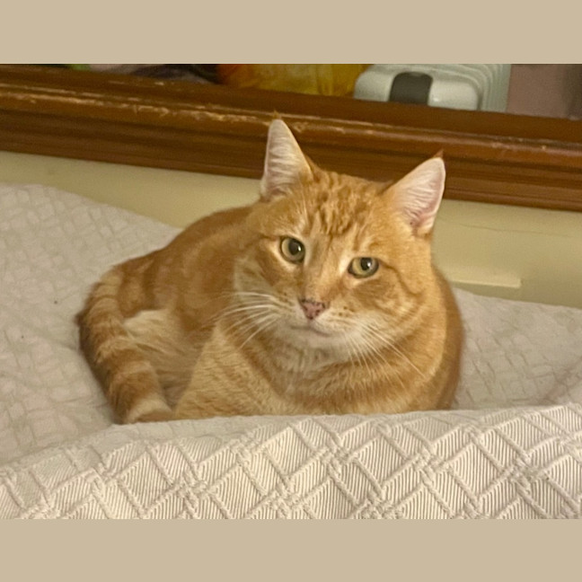 Photo of Lieutenant Dan