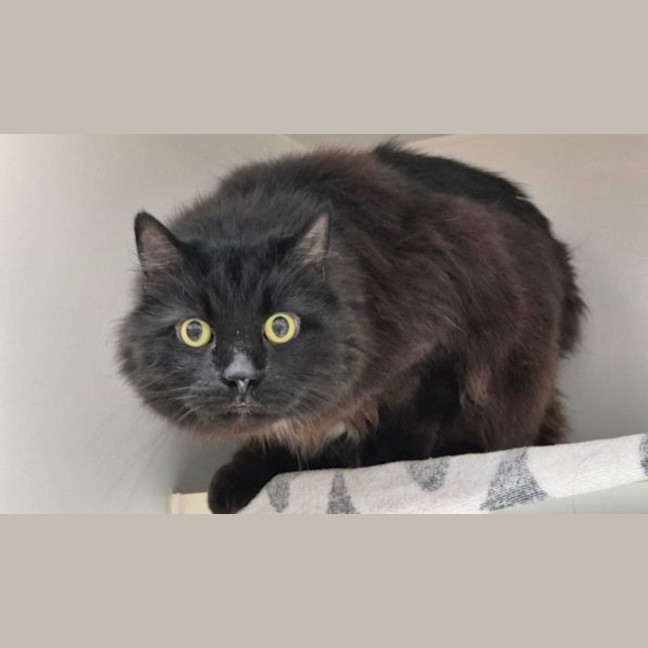 Photo of Domino