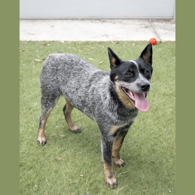 Photo of Indy
