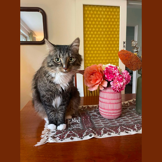 Photo of Freddy   In Foster Care In Preston