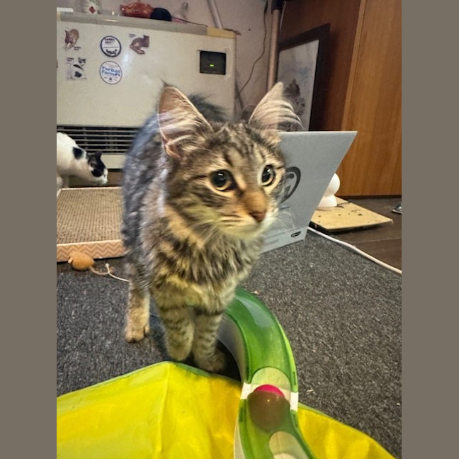 Photo of Pepper Paws