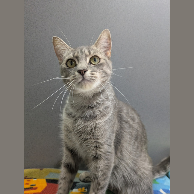 Photo of Flick