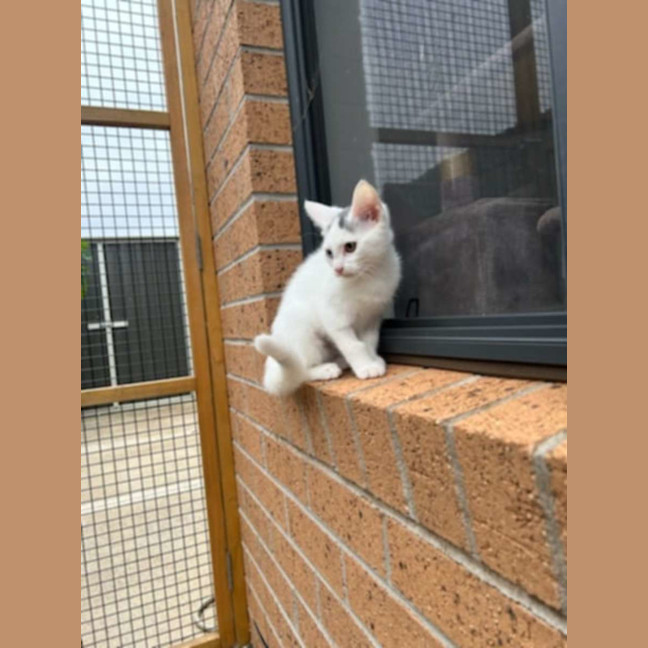 Photo of Bowie *9 Lives Project Rescue*