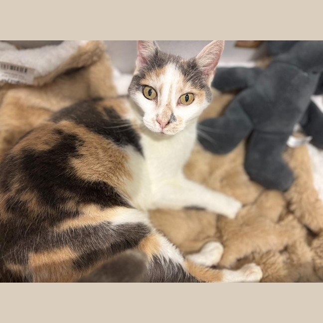 Photo of Tinkerbell