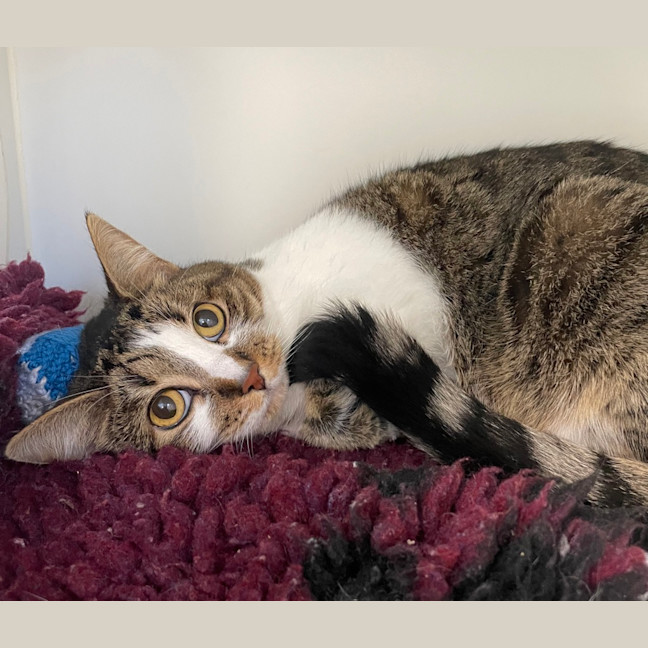 Photo of Scully