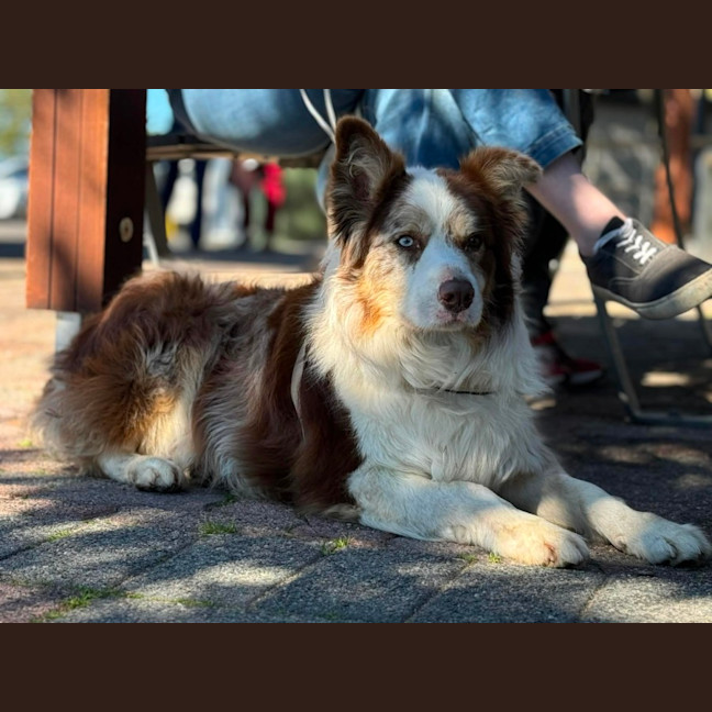 Photo of Chip