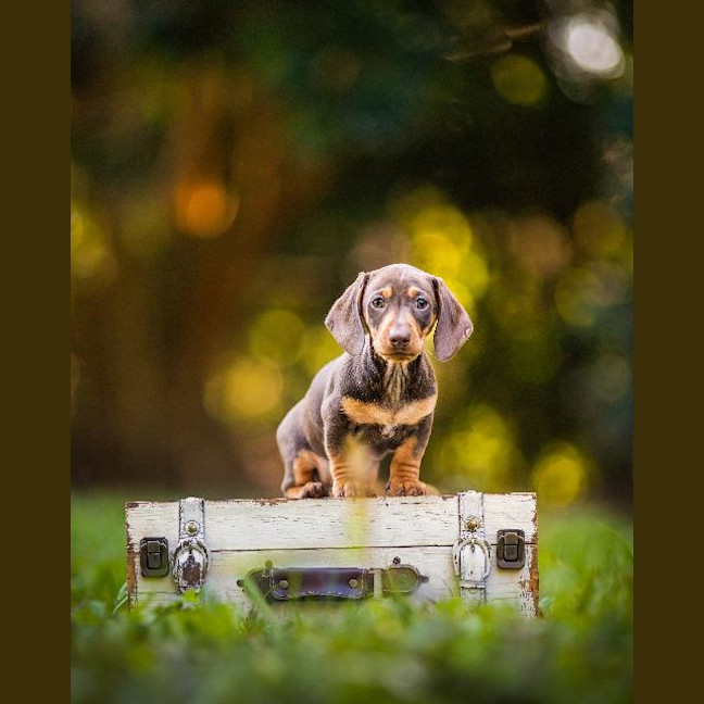 Photo of Bodhi