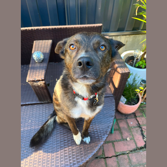 Photo of Tango