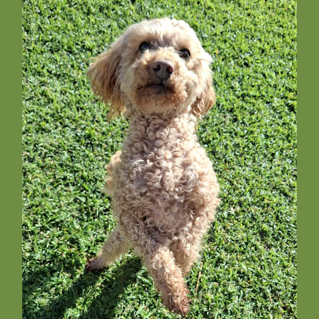 Photo of Buddy