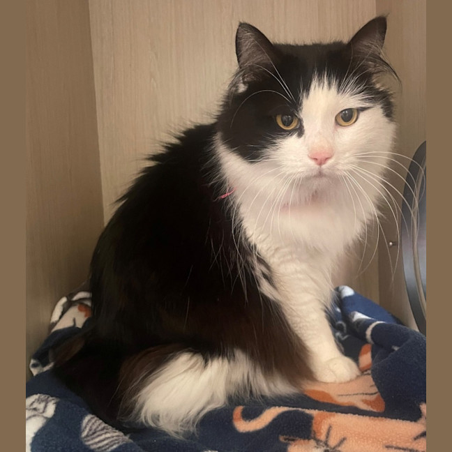 Photo of C1627 Zelda