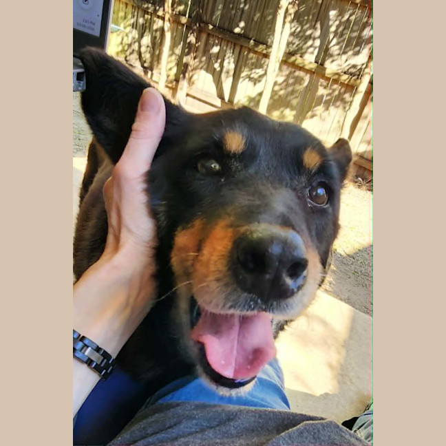Photo of Elly *$250 Adoption Fee* 
