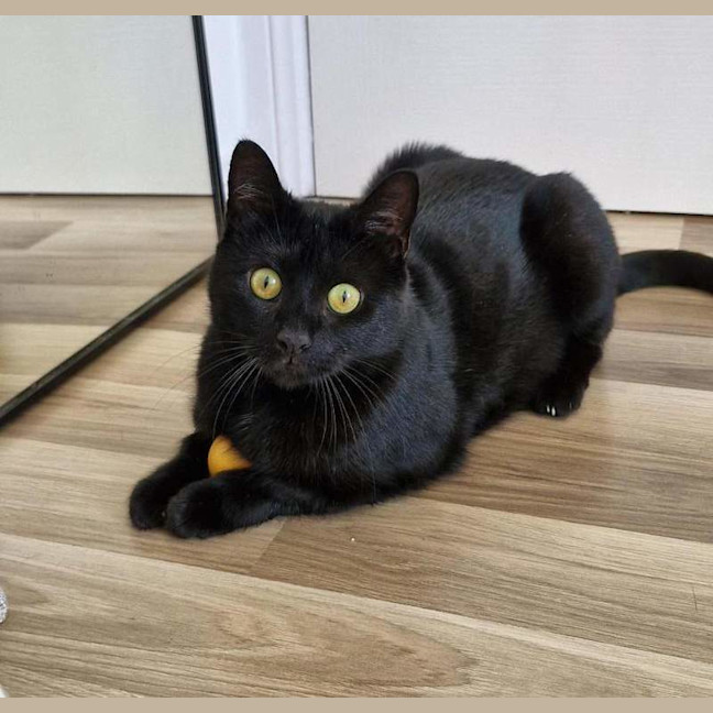 Photo of Goose