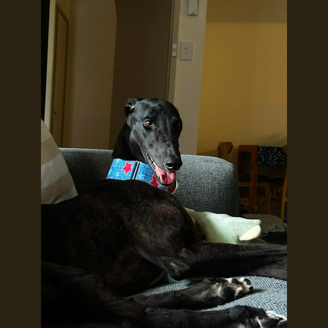 Photo of Joey, Greyhound