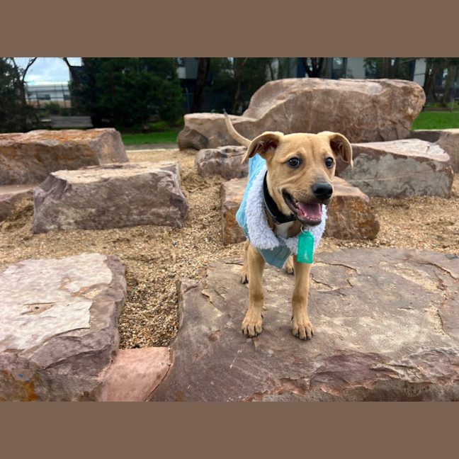 Photo of Honey