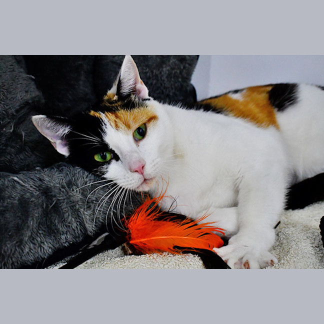 Photo of Gingerbread