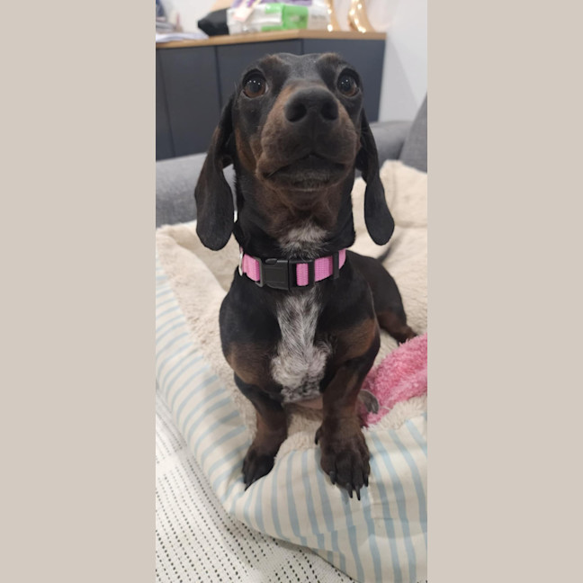 Photo of Diva