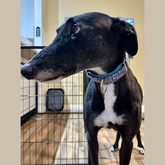 Photo of Jennifer, The Greyhound
