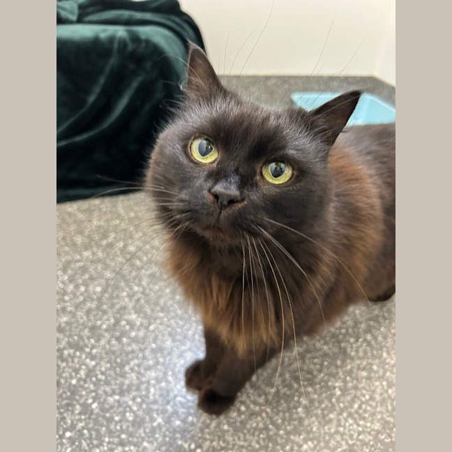 Photo of Coco And Ruby