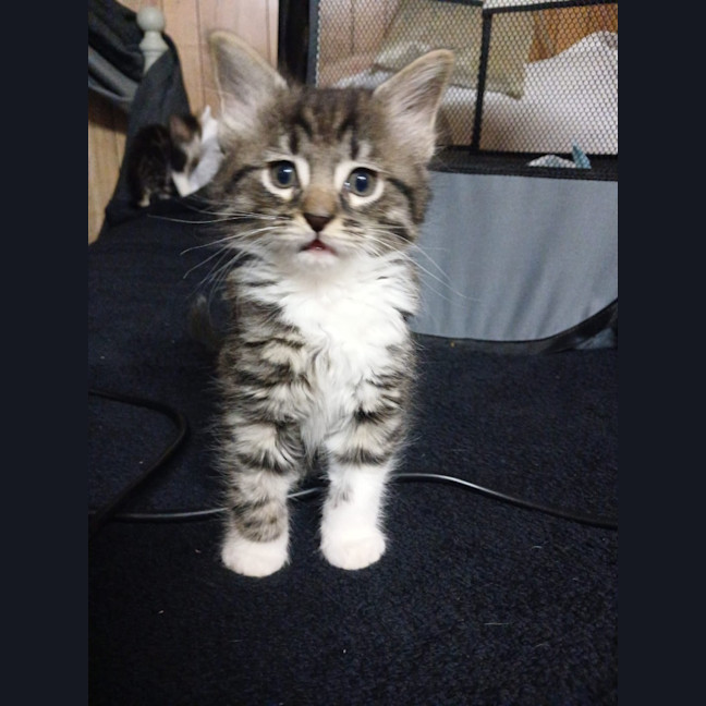 Photo of Nutmeg
