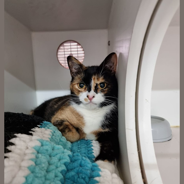 Photo of Boo