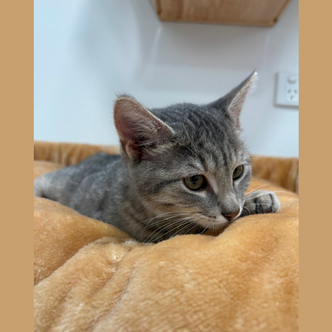 Photo of Hugo
