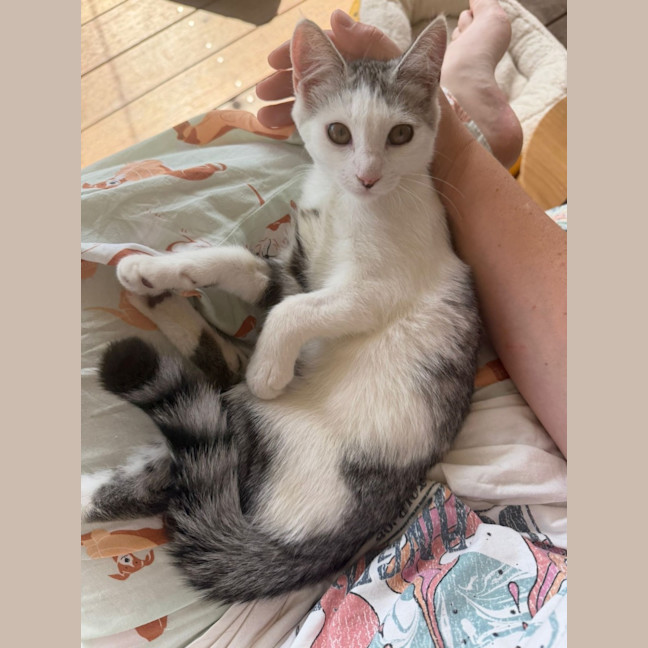 Photo of Pebbles