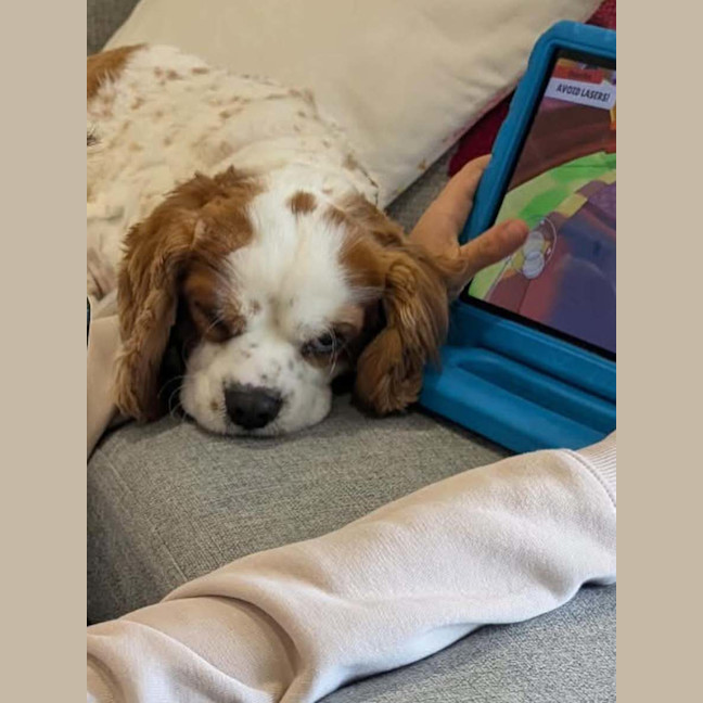 Photo of Teddy
