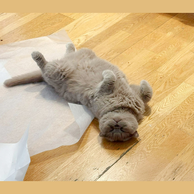 Photo of 🪻Wisteria🪻