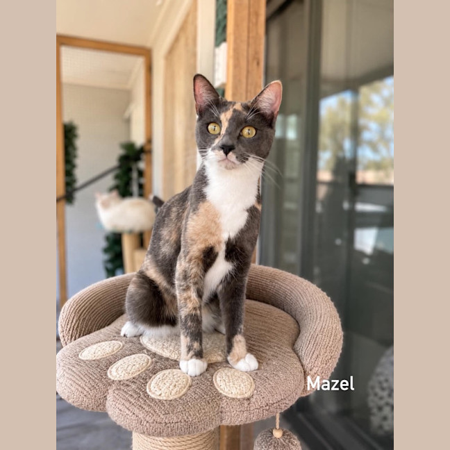 Photo of Mazel