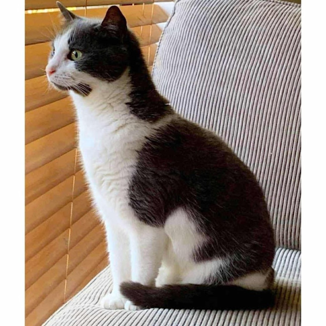 Photo of 11496   Sugar