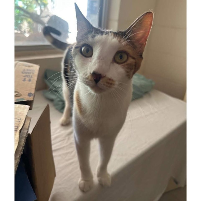 Photo of 13537   Peachy