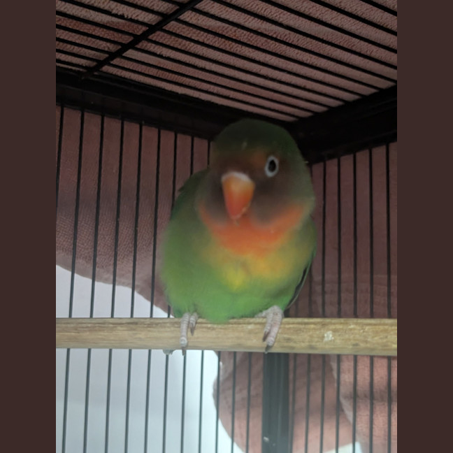 Photo of Sausageton