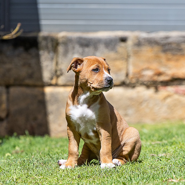 Photo of Biscuit