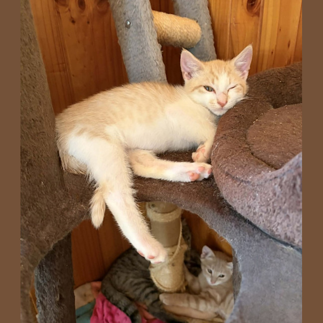 Photo of Otis 