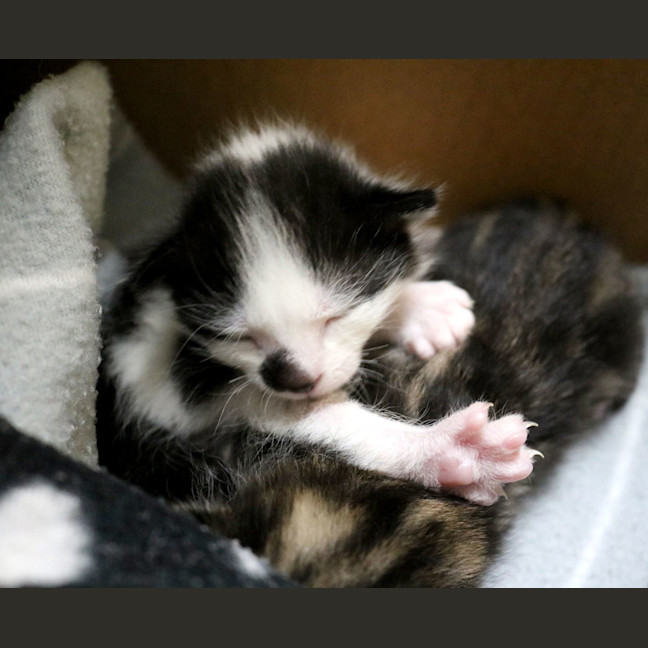 Photo of Merlin